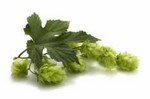 Bulk Hops Pricing Packs